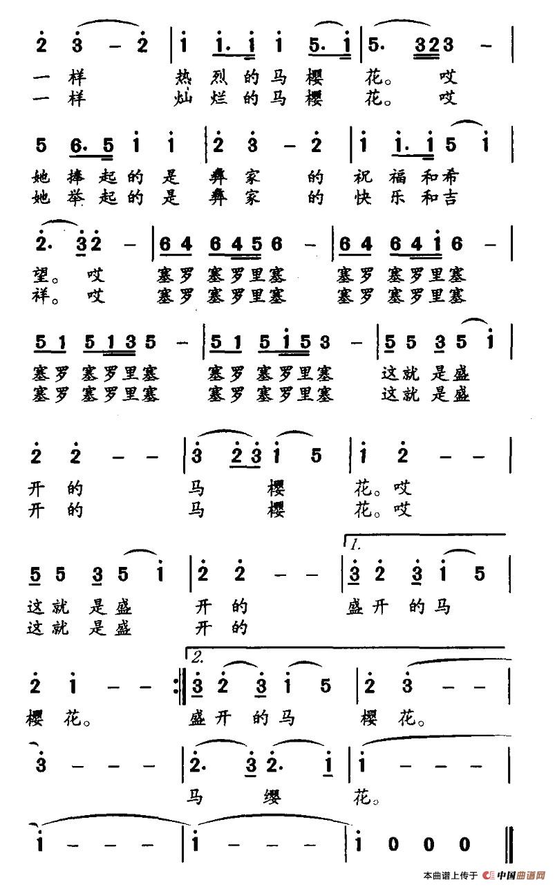 盛开的马樱花简谱